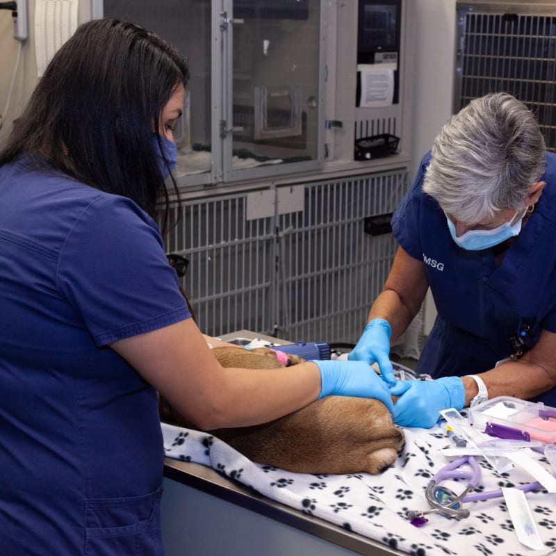 Critical Care Services | Veterinary Medical And Surgical Group–OC (VMSG-OC) | Vet in Orange County | Serving the Orange County