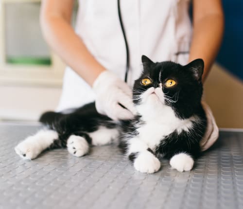 Surgical Service | Veterinary Medical And Surgical Group–OC (VMSG-OC) | Vet in Orange County | Serving the Orange County